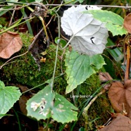 Humbertacalia tomentosa Liane blanche As teraceae Indigène La Réunion 1275.jpeg